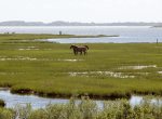 Assateague Park - See the Wild Ponies, Incredible Preserved Area, Beaches- This Park is an Hour Away But Worth It